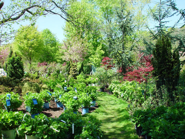 Spring Valley Nurseries located in Doylestown, PA.